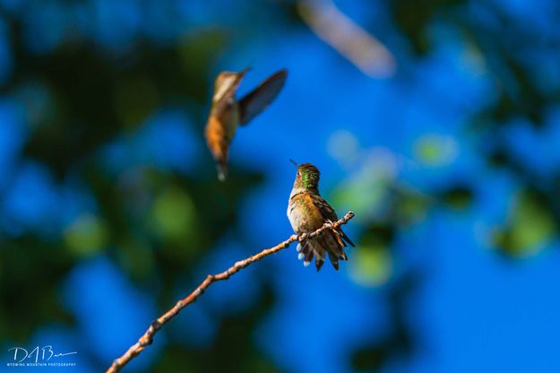 Duo. Photo by Dave Bell.