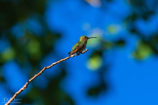 Patiently Waiting. Photo by Dave Bell.