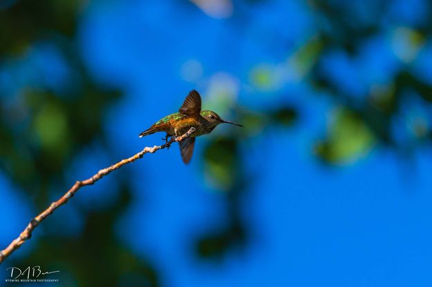 Out Of Here. Photo by Dave Bell.