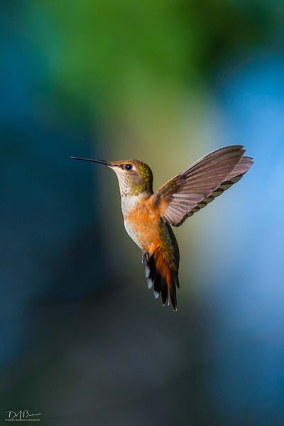 Mid Air. Photo by Dave Bell.