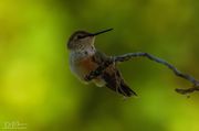 End Of The Twig. Photo by Dave Bell.