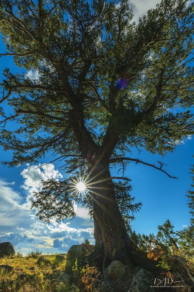 Gigantic Douglas Fir. Photo by Dave Bell.