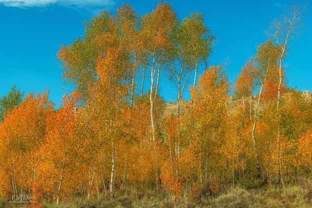 Fall Colors. Photo by Dave Bell.