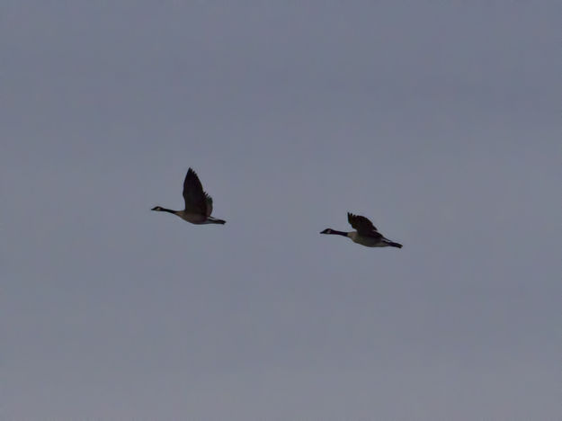 Two Against The Gray Sky. Photo by Dave Bell.