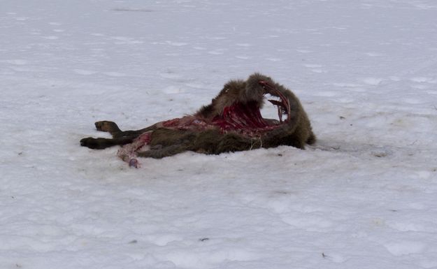 Elk Carcass. Photo by Dave Bell.