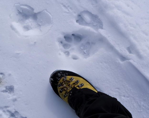 Wolf Track. Photo by Dave Bell.