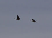 Two Against The Gray Sky. Photo by Dave Bell.