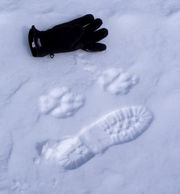 Wolf Tracks. Photo by Dave Bell.