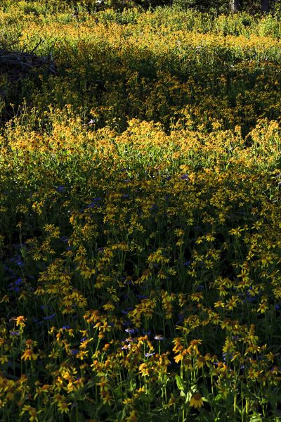 Yellow And Purple. Photo by Dave Bell.