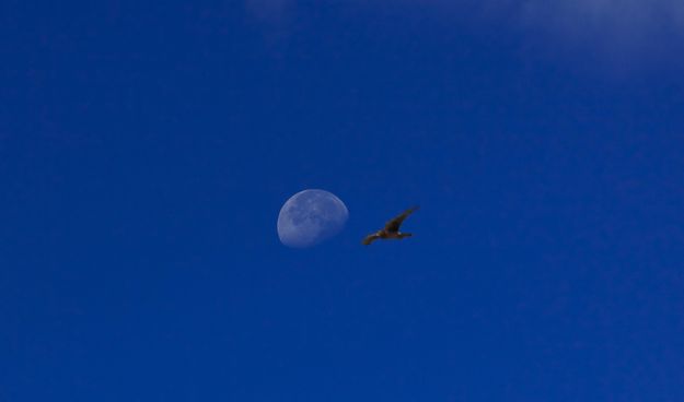 Moon Shot. Photo by Dave Bell.