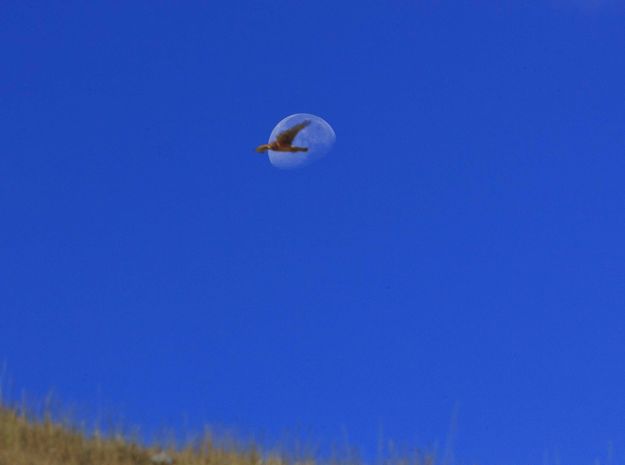 Hawk Aerobatics. Photo by Dave Bell.