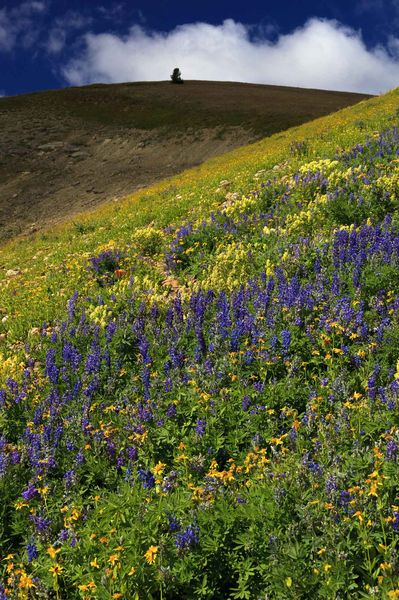 Colorful. Photo by Dave Bell.