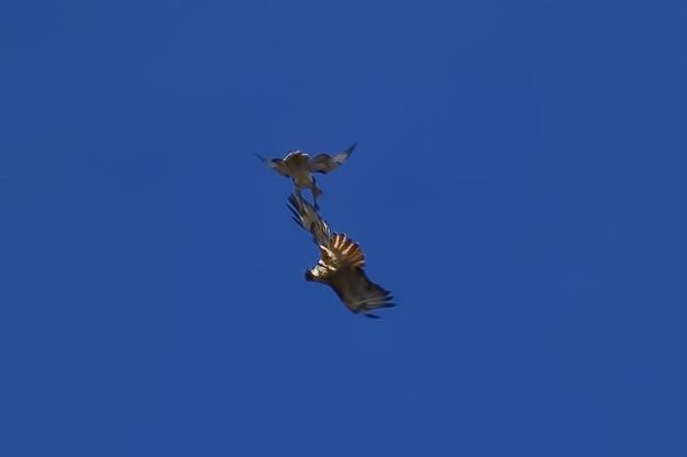 Love Flight or Fight. Photo by Dave Bell.