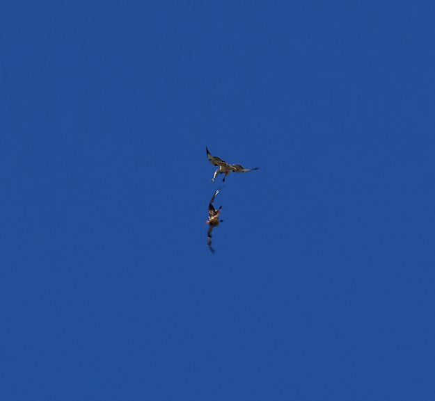 Hawk Aerobatics. Photo by Dave Bell.