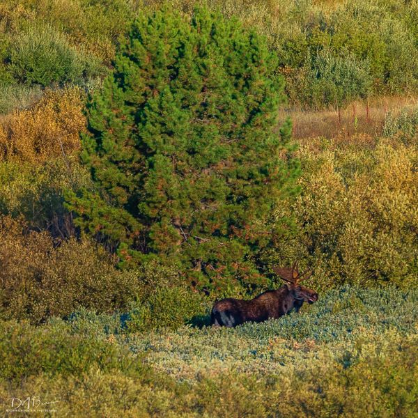 Big Moose. Photo by Dave Bell.