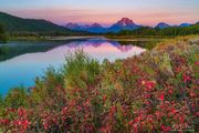 Oxbow Red. Photo by Dave Bell.