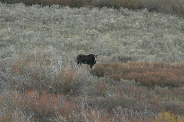 Hungry Moose. Photo by Dave Bell.