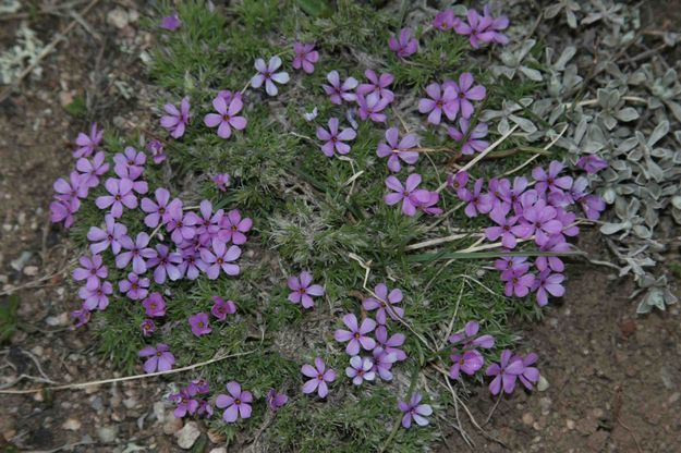 Purple Forget Me Nots Are In Bloom. Photo by Dave Bell.