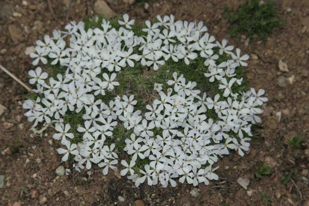 White Spring Forget Me Nots. Photo by Dave Bell.