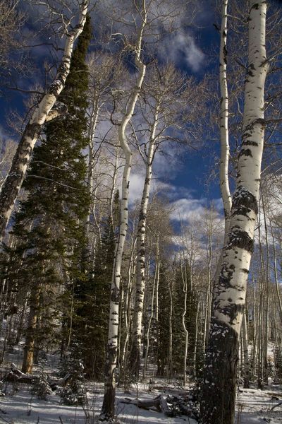 Winter Aspen. Photo by Dave Bell.