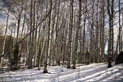 Winter Aspens. Photo by Dave Bell.