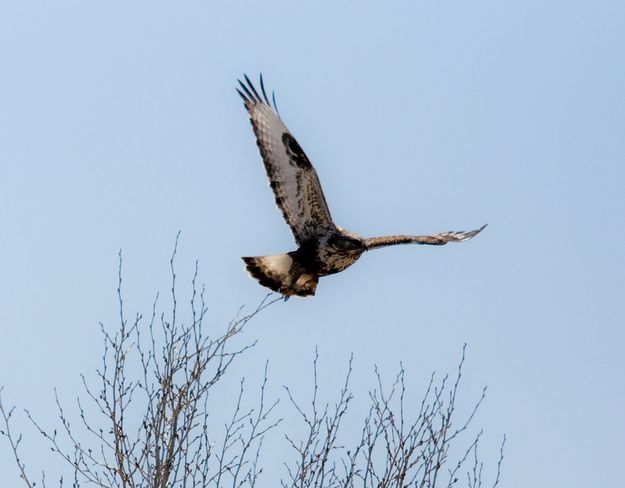 Rough Legged Hawk. Photo by Dave Bell.