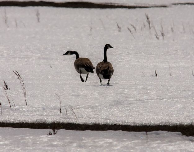 Out For A Stroll. Photo by Dave Bell.