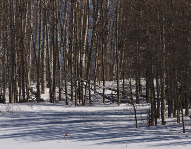 Aspen Shadows. Photo by Dave Bell.