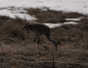 Sandhill Cranes. Photo by Dave Bell.