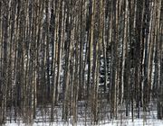 Dense Aspen Grove. Photo by Dave Bell.