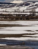 Geese In Snowmelt Runoff. Photo by Dave Bell.