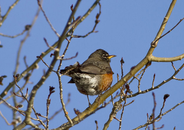 Spring Robin. Photo by Dave Bell.