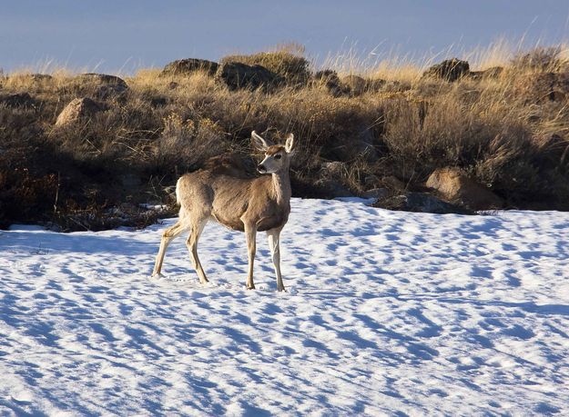 Snowy Doe. Photo by Dave Bell.