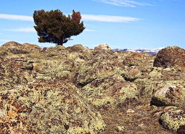 Loner Among Granite. Photo by Dave Bell.