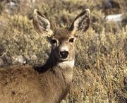 Curious. Photo by Dave Bell.