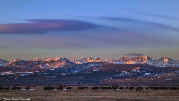 Sundown Beauty. Photo by Dave Bell.