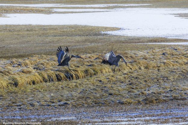 Sandhill Games. Photo by Dave Bell.