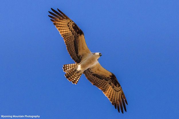 Soaring. Photo by Dave Bell.