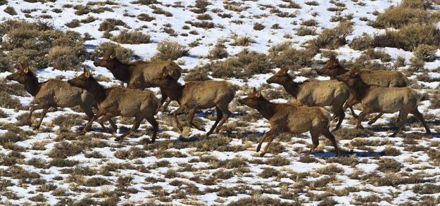 On The Move. Photo by Dave Bell.