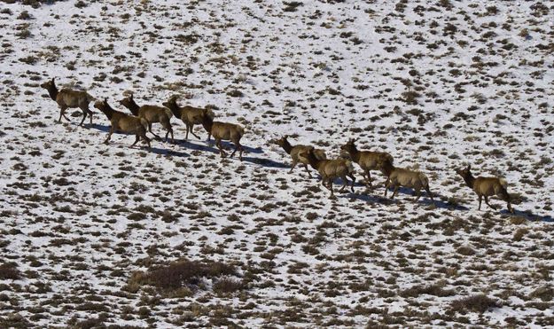 Elk On The Move. Photo by Dave Bell.