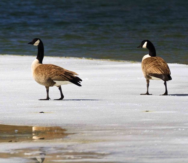 Icy Geese. Photo by Dave Bell.