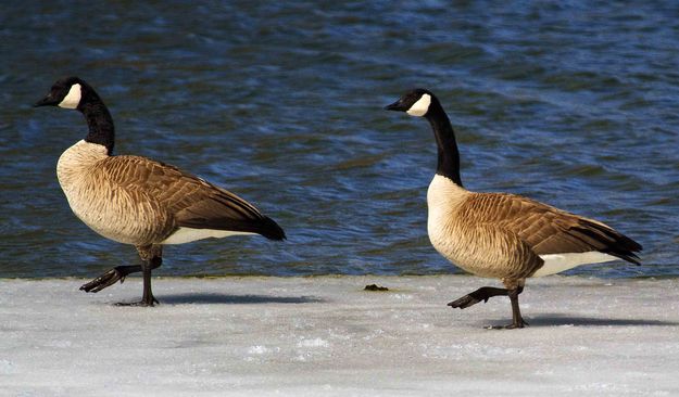 Marching, Marching In Unison. Photo by Dave Bell.