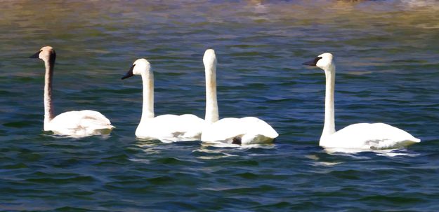 Four--Painted--Trumpeters. Photo by Dave Bell.