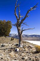 Old Snag. Photo by Dave Bell.