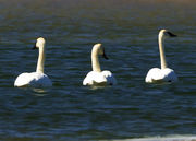 Trumpeters. Photo by Dave Bell.