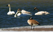 Group Preening Working Hard. Photo by Dave Bell.