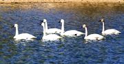 Six In A Row. Photo by Dave Bell.