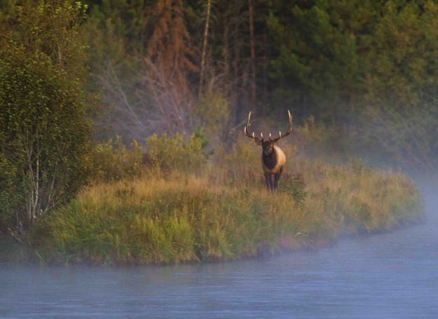 Misty Elk. Photo by Dave Bell.