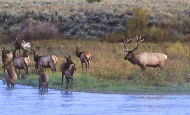 Time To Swim. Photo by Dave Bell.