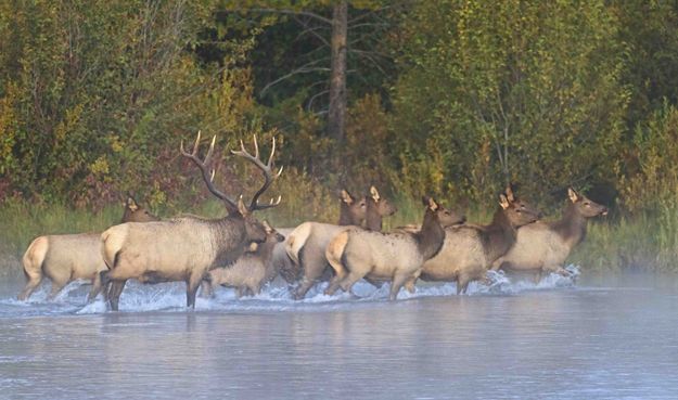 Moving The Girls. Photo by Dave Bell.